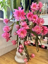 Epiphyllum rare orchid for sale  COVENTRY
