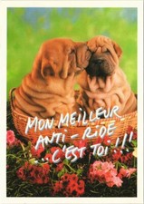 Cpa sharpei dog d'occasion  Expédié en France