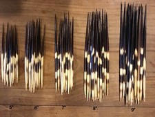 Porcupine quills sizes for sale  CARNFORTH