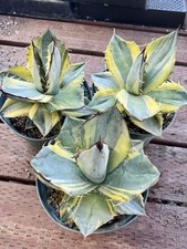 Agave titanota tropical for sale  Goleta