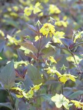 Lysimachia ciliata firecracker for sale  HORSHAM