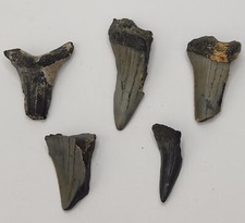 Shark tooth wholesale for sale  Rockledge