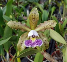 Cattleya schilleriana var gebraucht kaufen  Dortmund