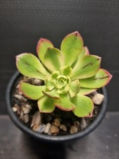 Aeonium christmas variegated for sale  KILMARNOCK