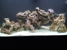 Marine aquarium live for sale  LYTHAM ST. ANNES
