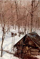 Quebec canada maple for sale  USA