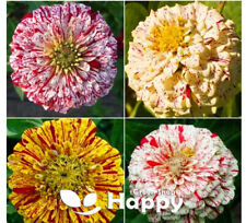Zinnia candy stripe for sale  DONCASTER