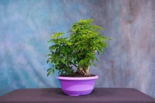 schefflera potted for sale schefflera potted for sale North Fort Myers
