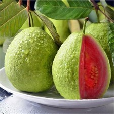 Pink guava tree for sale  Hudson