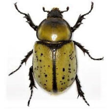 Dynastes tityus female for sale  Sahuarita
