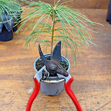 Eastern white pine for sale  PRESTON
