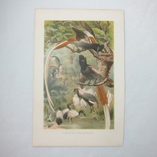 Antique bird print for sale  Englewood