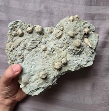 Rare museum quality for sale  Staten Island