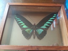 Papillon naturalisé cadre d'occasion  Gimont