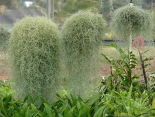 Hanging airplant spanish for sale  DRONFIELD