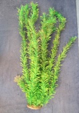 Aquarium fish tank for sale  TAUNTON