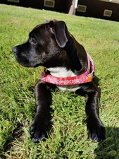 Ezydog hundegeschirr neu gebraucht kaufen  Cottbus