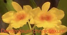 Dendrobium chrysotoxum bloom for sale  Bogalusa