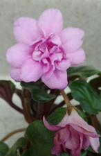 African violet plant for sale  Southmont