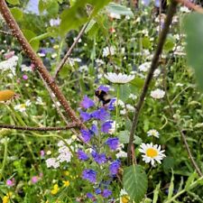 Wild flower turf for sale  BALDOCK
