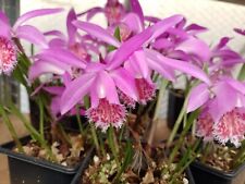 Pleione tongariro large for sale  LISBURN