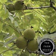 crop english walnuts for sale crop english walnuts for sale Bloomsbury