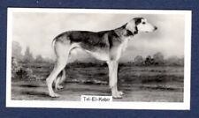 Saluki tel kabir for sale  KEIGHLEY