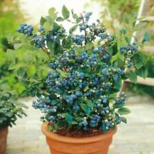 100 blueberry seeds for sale  Saint Augustine