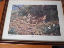Richard rojent glassed for sale  GREAT YARMOUTH