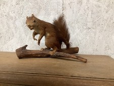 Vintage taxidermy red for sale  HEATHFIELD