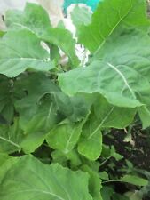 Asturian tree cabbage for sale  LONDON