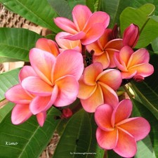 Rare kimo rooted for sale  Honolulu
