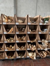 Lagerräumung trockenblumen re gebraucht kaufen  Selb