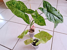 2er set syngonium gebraucht kaufen  Königslutter am Elm