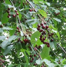 Süßkirsche prunus avium gebraucht kaufen  Tauberbischofsheim