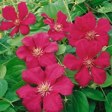 Clematis ernest markham for sale  GRIMSBY
