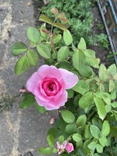 Rose prima ballerina for sale  LONDON