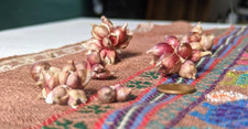 Egyptian walking onions for sale  Clarks