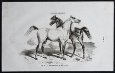 1882 cheval race d'occasion  Gy