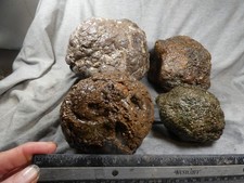 Oregon thundereggs 15.60 for sale  Hood River