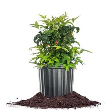 Firepower nandina gal. for sale  Las Vegas