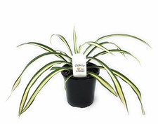 Flowerpotnursery variegated ye for sale  Loranger