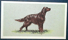 Irish setter aka for sale  DERBY