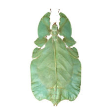 Phyllium pulchrifolium green for sale  Sahuarita