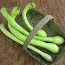 Zucca trombetta albenga usato  Trappeto