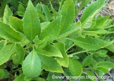 Longevity spinach tip for sale  Apopka