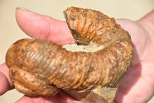 ammonite deroulee d'occasion ammonite deroulee d'occasion Pont-à-Mousson