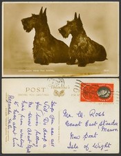 Scottie dog scottish for sale  UK