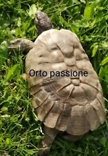 4000 mix semi usato  Venzone