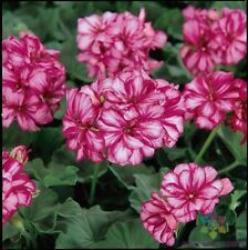 Precision burgundy ice for sale  Spring City